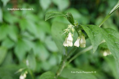 Symphytum tuberosum